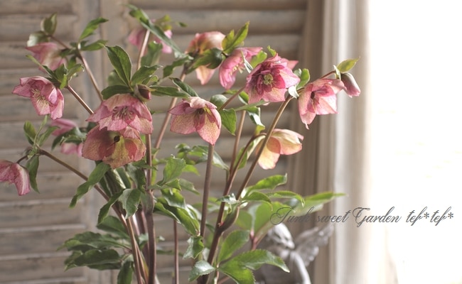 ㉖-503クリスマスローズ i>Helleborus</i><BR><BR>クリスマスローズ・開花株！<BR>『ダブル咲き