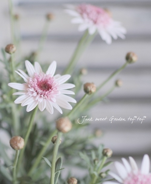 <i>Argyranthemum frutescens</i><BR><BR>���֥餵��Υޡ�����å�<BR>�Υ������꡼��<BR>�ؤ�����������