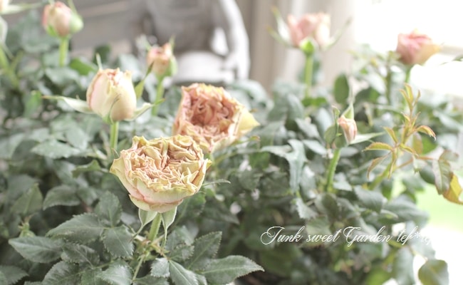 みさき③　マイクロミニバラ　追跡あり　黒ポットのまま みさき③ マイクロミニバラ 追跡あり 黒ポットのまま ミニバラミサキ