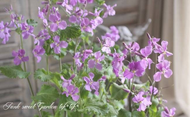<i>Orychophragmus</i><BR><BR��ֺ�<BR>�إ�饵���ϥʥʡ�<BR>�إХ�����åȡ����ꥳ�ե饰�ॹ��