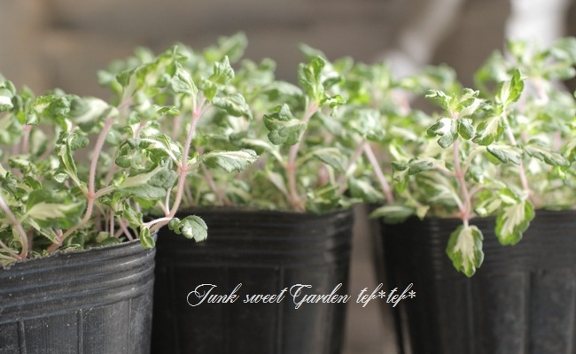 ������٥��˥��� �إ�åɥ饤�󡦥���ѥ�����