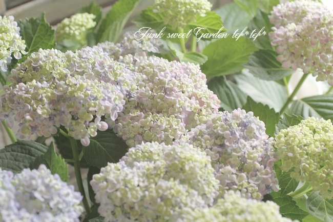 դ۲֡ޤ餭ػĻ -ߥɥ- ޤ