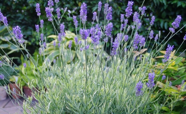 I Lavender Platinum Blonde I Br Br 最新品種 Br 斑入りイングリッシュラベンダー Br プラチナブロンド すべての商品 Junk Sweet Garden Tef Tef