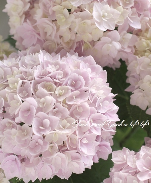 i>Hydrangea</i><BR><BR>八重咲き紫陽花<BR>『夢空』 | すべての