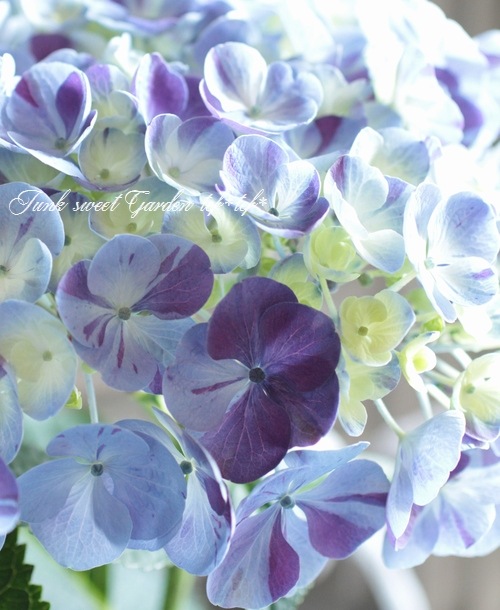 絞り模様のアンティーク紫陽花 旭の舞姫 『水色の恋』 | すべての商品