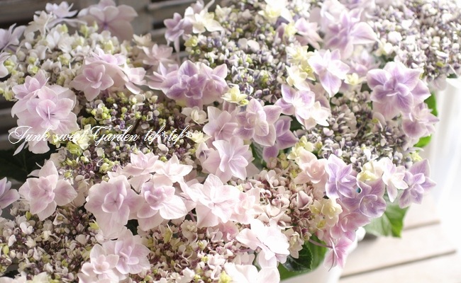 紫陽花　美品 𝐊𝐚𝐰𝐚𝐬𝐚𝐤𝐢 𝐙𝟏𝟎𝟎𝟎 𝐁𝐥𝐚𝐜𝐤 🌷🖤 今年も沢山撮ってもらっ