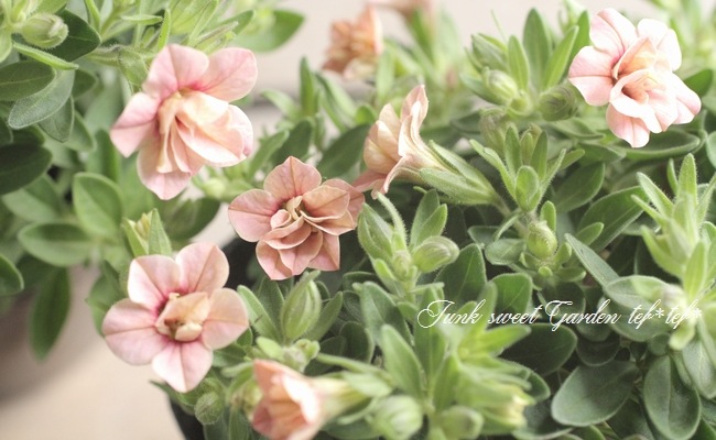 八重咲き！カリブラコア ティフォシーダブル アンティークシリーズ No