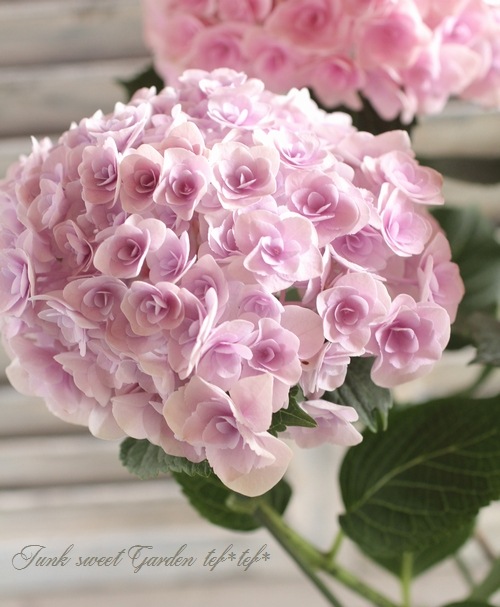 i>Hydrangea</i><BR><BR>八重咲き紫陽花<BR>『フェアリーキッス