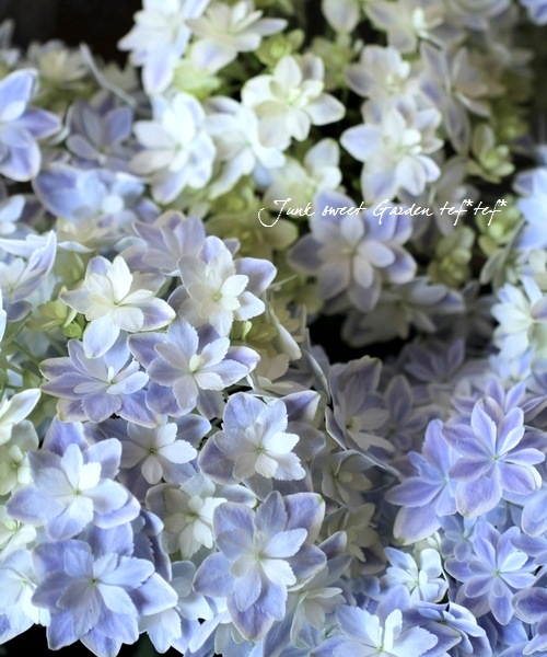 纬ꥸʥʼ Ȭź餭۲֡ڶ٥֥롼5ȭ