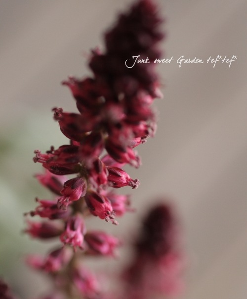 <i>Lysimachia atropurpurea</i><BR><BR>�ꥷ�ޥ���<BR>�إܥ���졼��