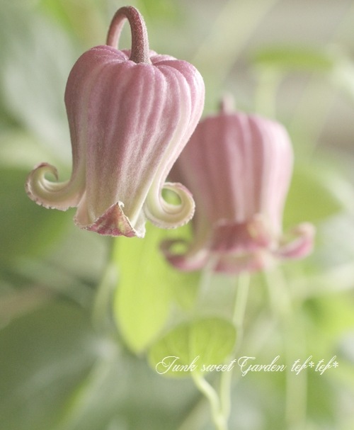 i>Clematis viorna</i><BR><BR>クレマチス・ヴィオルナ<BR