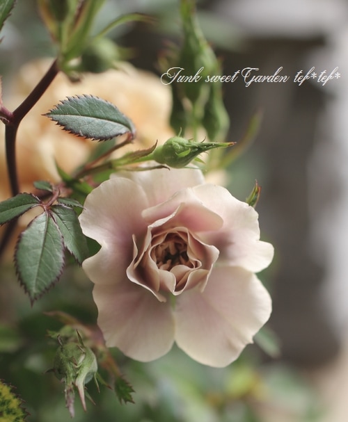 クラシカルなミニバラ 安田祐司 育種『モカ』 | すべての商品