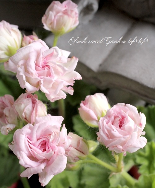 バラ咲きゼラニウム 『ミルフィーユ・ローズ』 | すべての商品