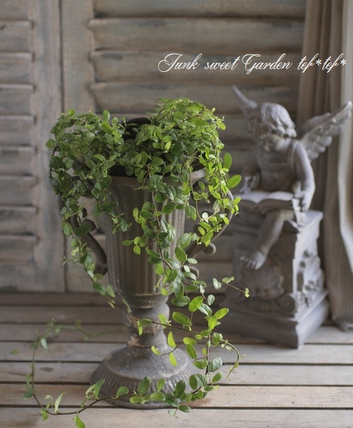 <i>Ficus 'Precious'</i><BR><BR>�ե������إץ쥷�㥹��