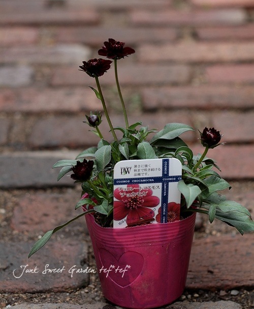 <i>Cosmos atrosanguineus</i><BR><BR>���祳�졼�ȥ����⥹<BR>���祳���������إ��祳���