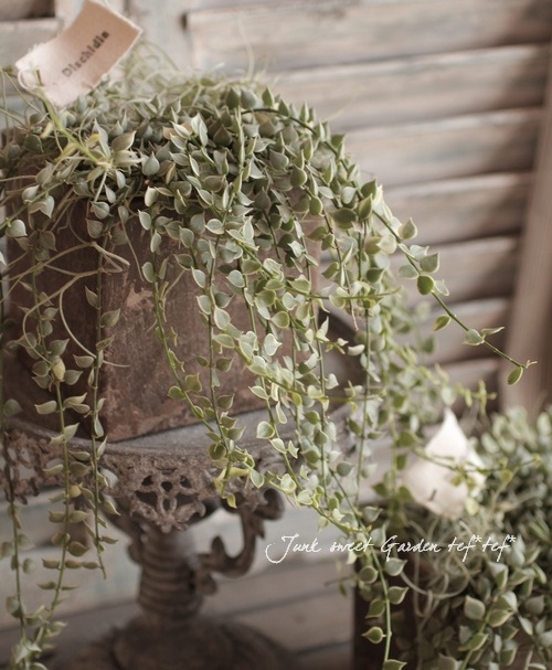 <i>Dischidia ruscifolia</i><BR><BR>������ǥ������ǥ���<BR>�ߥꥪ��ϡ��ȡإХꥨ��������