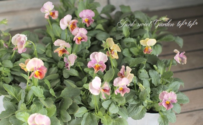 <i>Petunia��hybrida</i><BR><BR>������ݤ���<BR>�ӥ���إե���ե��ꥢ��