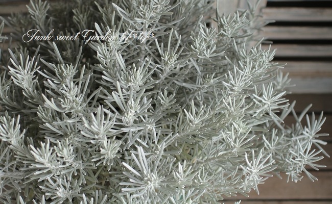 <i>Helichrysum thianschanicum</i><BR><BR>�إꥯ�ꥵ��<BR>�إ���С����Ρ���