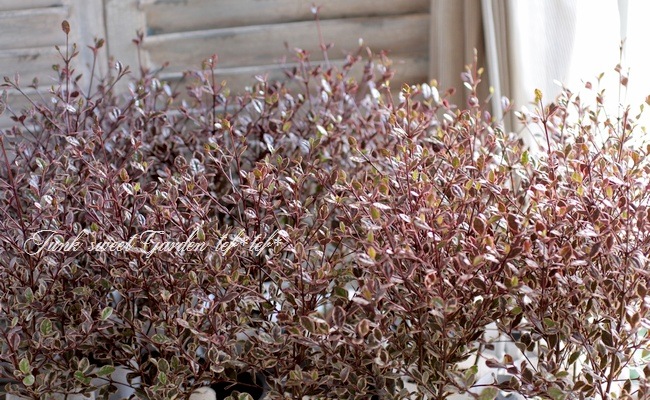 <i>Lophomyrtus ralphii</i><BR><BR>���ե��ߥ륿��<BR>�إޥ��å��ɥ饴�����ȭ��