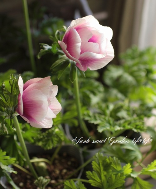 あねもね i>Anemone”Porto”</i><BR><BR>アネモネ<BR>矮性品種 『・ポルトMIX