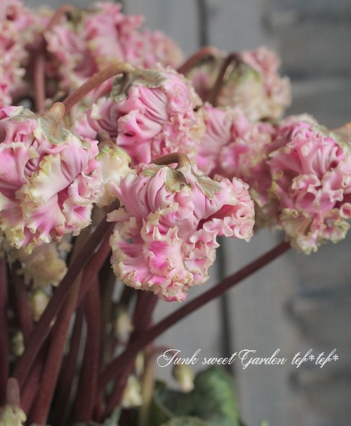 贈り物にも＾＾シックな花色 シクラメン 『カンパーナ・シュシュ