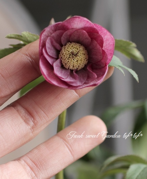 大木　玉　dd クリスマスローズ 大木 玉 dd クリスマスローズ