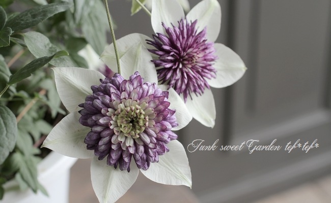 八重咲きクレマチス『ビエネッタ＋ピスタチオ2品種植え』 | すべての