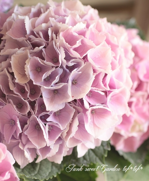 <i>HYDRANGEA</i><BR><BR>۲ʼ<BR>¡ԥ󥯡