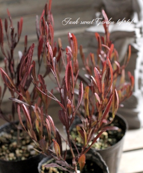 <i>Dodonaea viscosa</i><BR><BR>�ɥɥʥ���������������<BR>�����ʼ�إ�ȥ�ե����䡼��