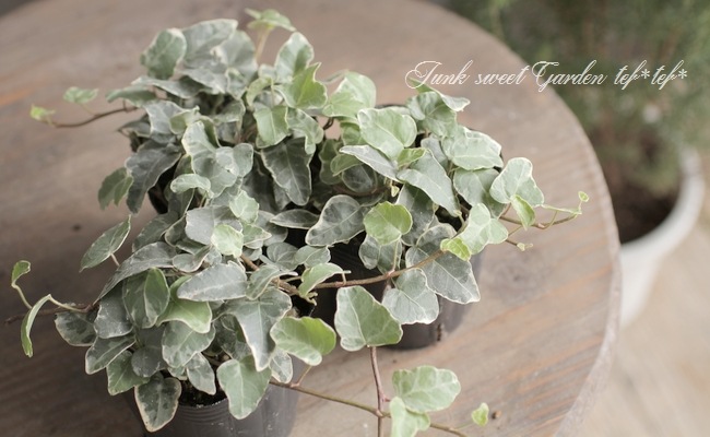 ヘデラ 『リトルプラチナ』 | すべての商品 | | Junk sweet Garden tef