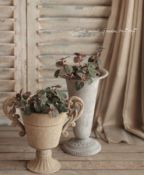 Ƽդۤդꥷޥإڥ륷󡦥祳졼ȡ