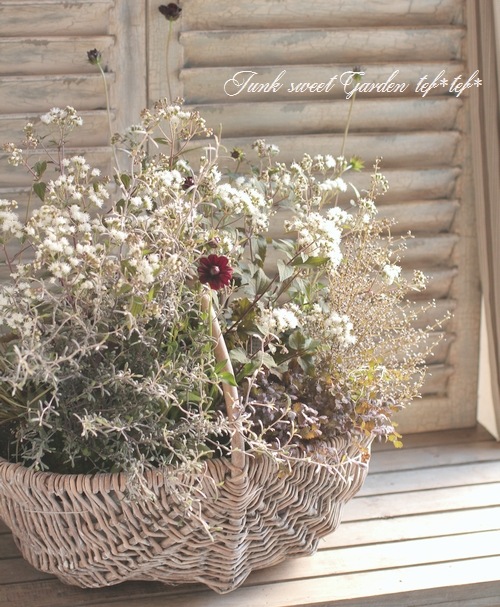 ���ץ����ޡإ��祳�졼�ȥ��른�㡼��