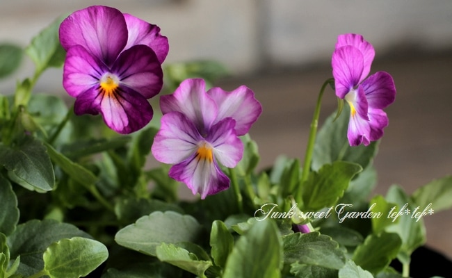 ビオラ　Viola i>Viola</i><BR><BR>小輪ビオラ 『あずき』 | すべての商品 | | Junk