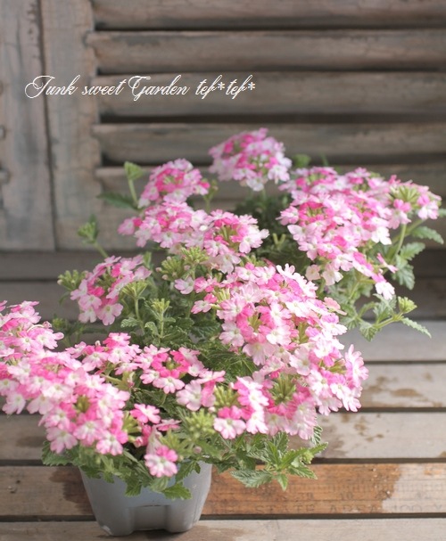 <i>Verbena spp. </i><BR><BR>���ܷϥС��٥ʡ���ʥ�<BR>�إĥ���������