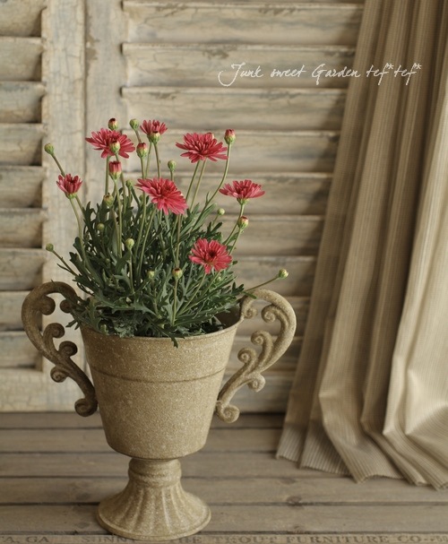 Argyranthemum frutescens<BR><BR>�ޡ�����åȡ����ޡ�����<BR>�إǥ����ץ�������