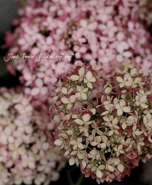 アナベル紫陽花 ガーランド Hydrangea arborescens<BR> 'NCHAI'<BR>紫陽花アナベル<BR>『ピンク
