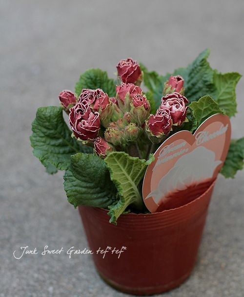 ���祳�졼�ȿ��Υץ��顦����ꥢ�� �إ��祳���