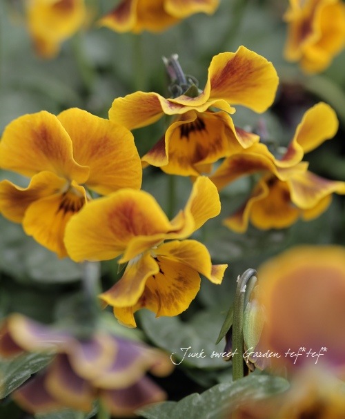 笈川さん作出<BR>横浜セレクション<BR>『Mr.ダンディ』 | すべての商品