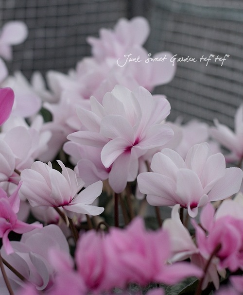 i>Cyclamen persicum</i><BR><BR>八重咲きシクラメン<BR>しだれ咲き