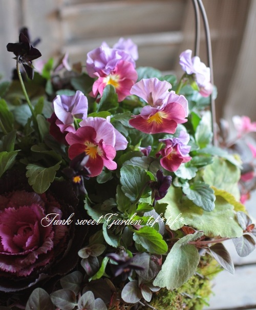 <i>Violawittrockiana </i><BR><BR>ߤȱݤΥӥ<BR>إѥå󥦥֡MIX