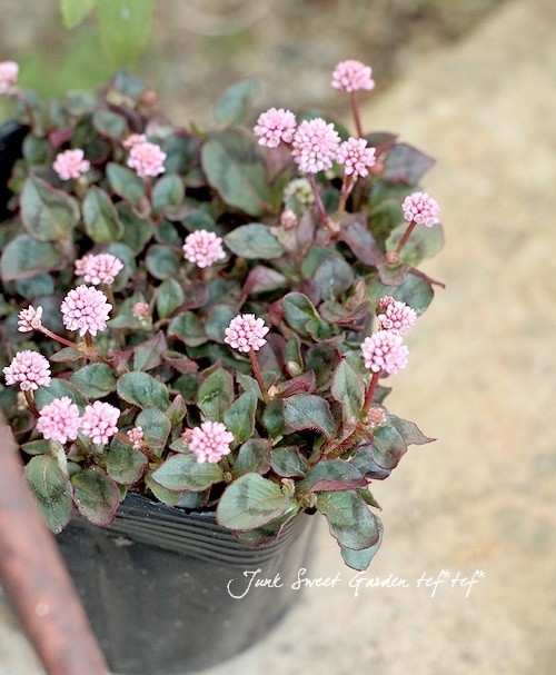 ポリゴナム 『ヒメツルソバ』 ぽんぽん桃花 | すべての商品