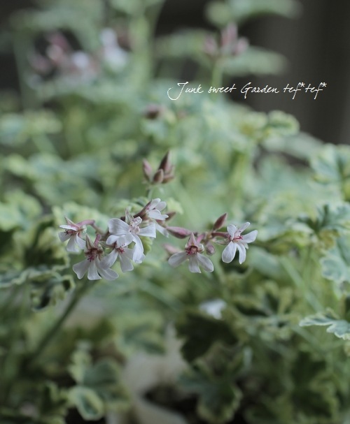 �ʥĥᥰ����˥��ࡡ�إޡ��֥�����