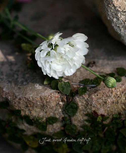 【⭐︎大幅お値下げ⭐︎】花よりも花の如く1〜13＆NATURAL 11 花クイズブック(小学館の図鑑 NEO+(ぷらす)POCKET) | 多田 多恵子