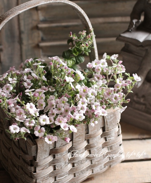 【極小〜小粒】かすみ草ドライフラワー✢ガーネットベルベット アウトレット・大地農園・小花 | プリザーブドフラワーKnext