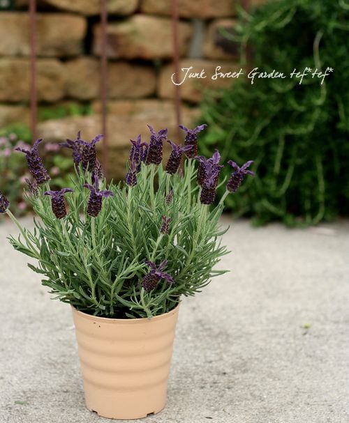 Flench lavender<BR><BR>�ե�����٥����<BR>�إ��祳�졼�ȡ�