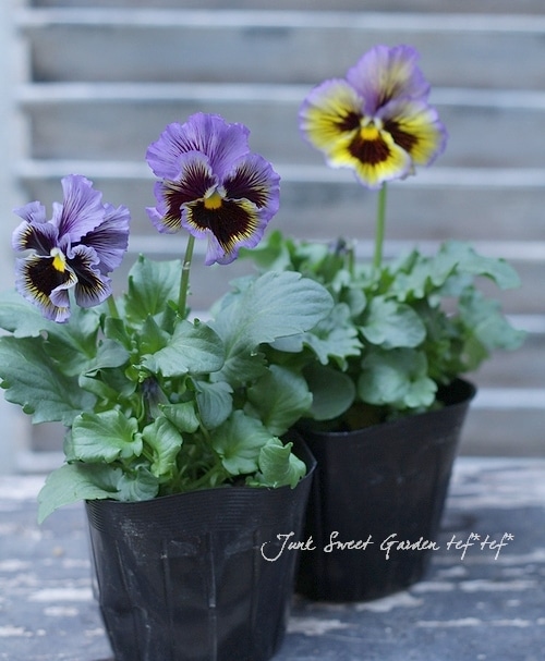 <i>Violawittrockiana </i><BR><BR>եѥ󥸡<BR>եꥺ륷<BR>إ֥롼