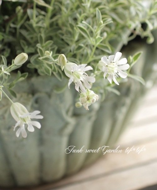 斑入りシレネ ナッキーホワイト すべての商品 Junk Sweet Garden Tef Tef