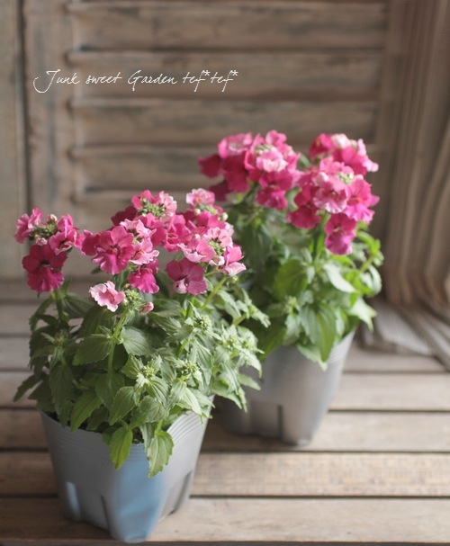 ɺͥ᥷ץ쥷إ饺٥꡼