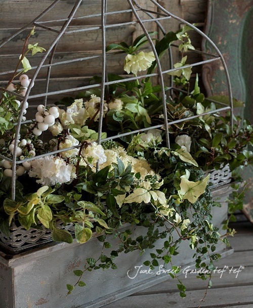 N organic Plenum シリーズ（ミニ含） ガーデンミニ・シクラメン フリルが可愛い！『ベリッシマ』ホワイト系