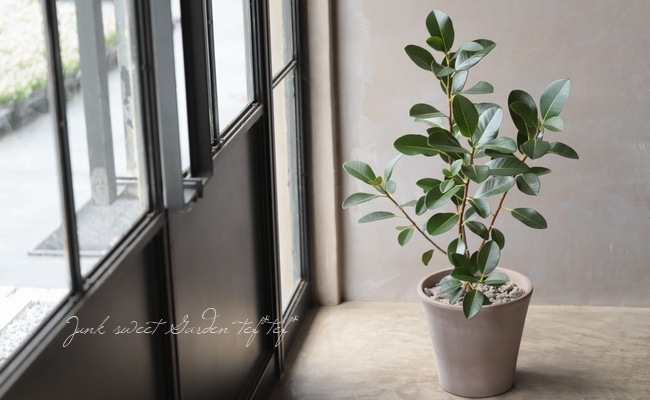 �ڴ��տ�ʪ�ۡ��ե����� �إ�ӥ��Ρ����� �ե�󥹥�����ڡ�